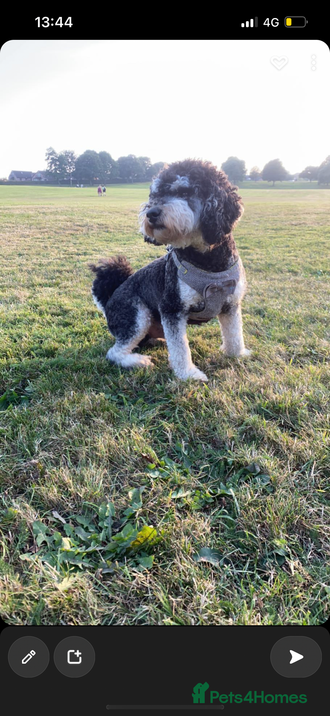 Lhasapoo dogs for sale: Three lhasapoo pups 2 girls & 1 boy  - Advert 5