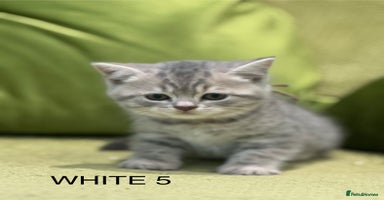 Scottish Fold cats - Advert 1