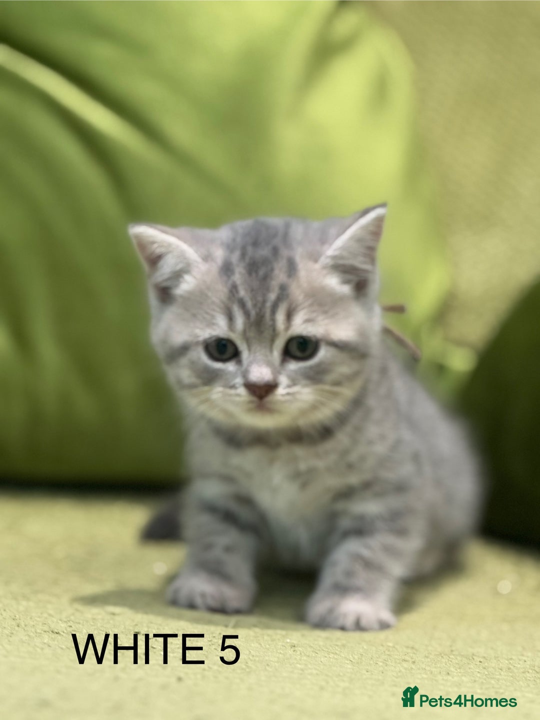 Scottish Fold cats for sale: Scottish fold/ Scottish striaght kittens  - Image 6