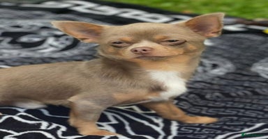 Chihuahua dogs - Advert 5