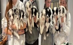 Border Collie dogs for sale: 9 Beautiful B&W & Merle Border Collie Puppies 🐶 - Image 1