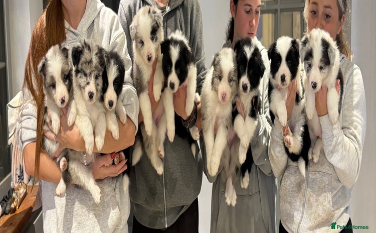 Border Collie dogs - Advert 1