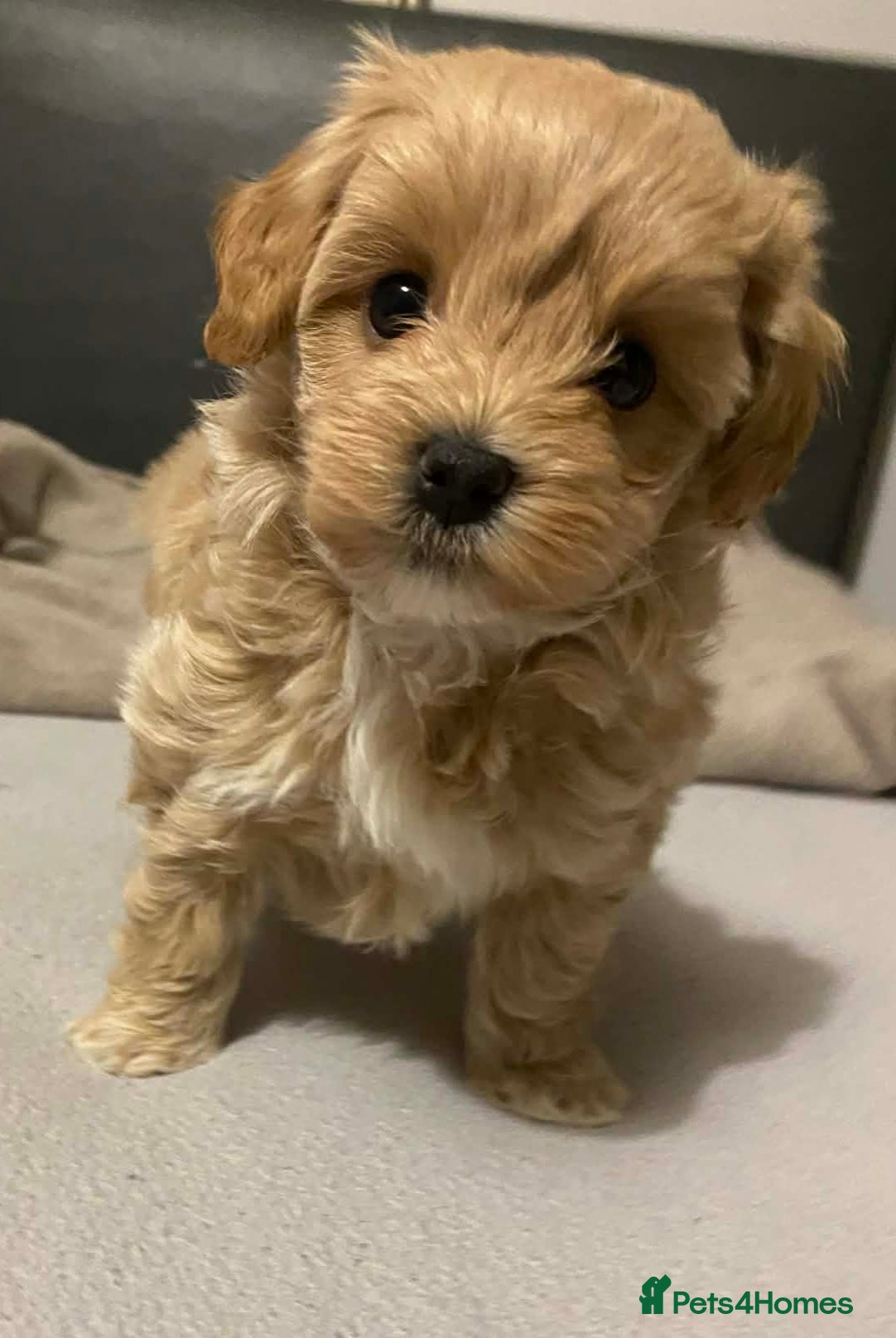 Maltipoo dogs Maltipoo Puppy  - Advert 1