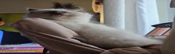 Ragdoll cats for sale: Ragdoll Kittens  - Advert 8