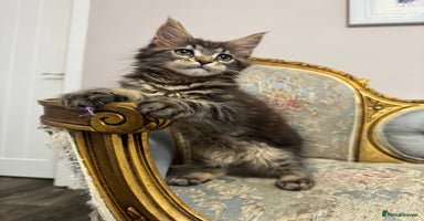 Maine Coon cats Maine Coon Kittens with Elite Heritage 🌟🌟🌟🌟🌟 - Advert 13