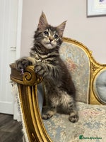 Maine Coon cats Maine Coon Kittens with Elite Heritage 🌟🌟🌟🌟🌟 - Advert 13