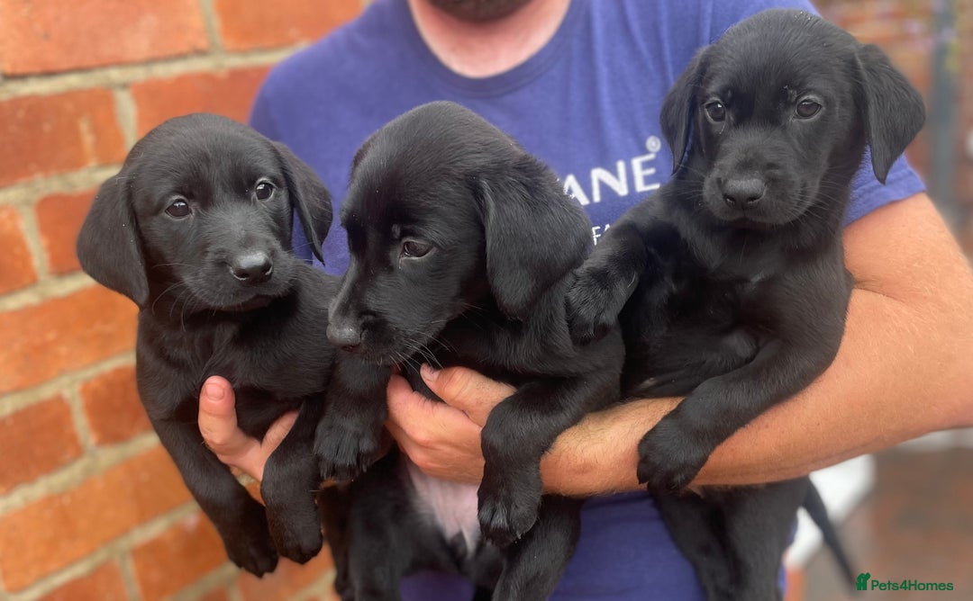 Labrador Retriever dogs for sale: Working Labrador Puppies - Image 15