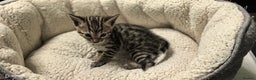 Bengal cats for sale: Bengal babies  - Advert 15