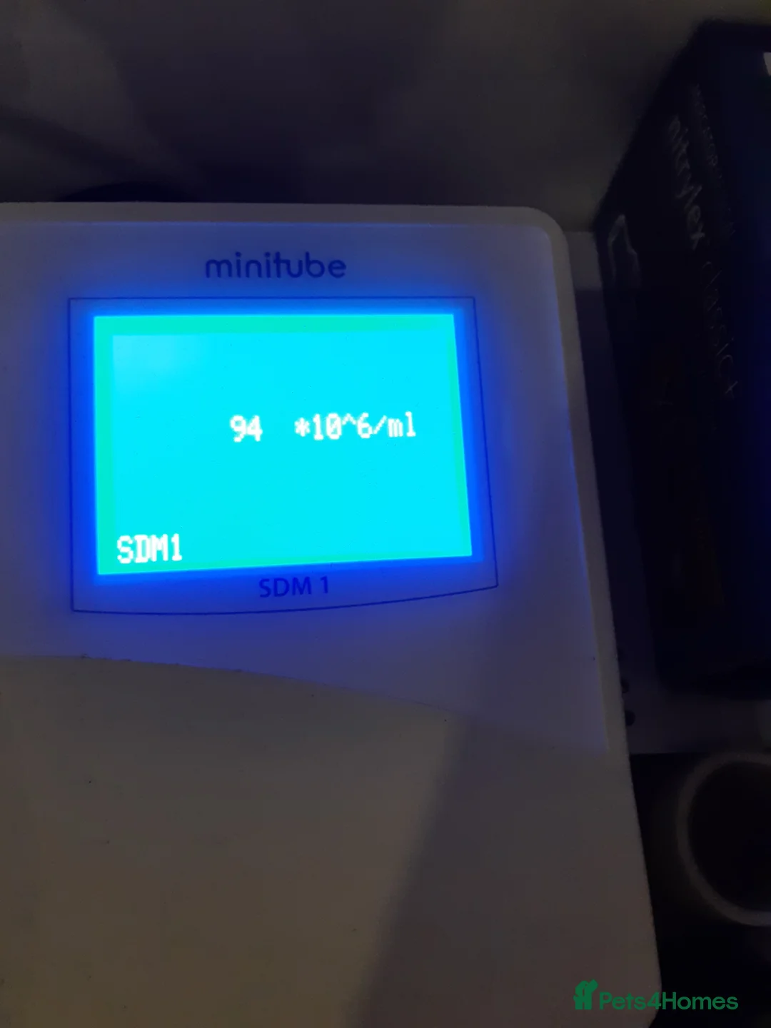 Shih Tzu dogs for stud:  imperial studs both proven  in Bolton - Advert 11