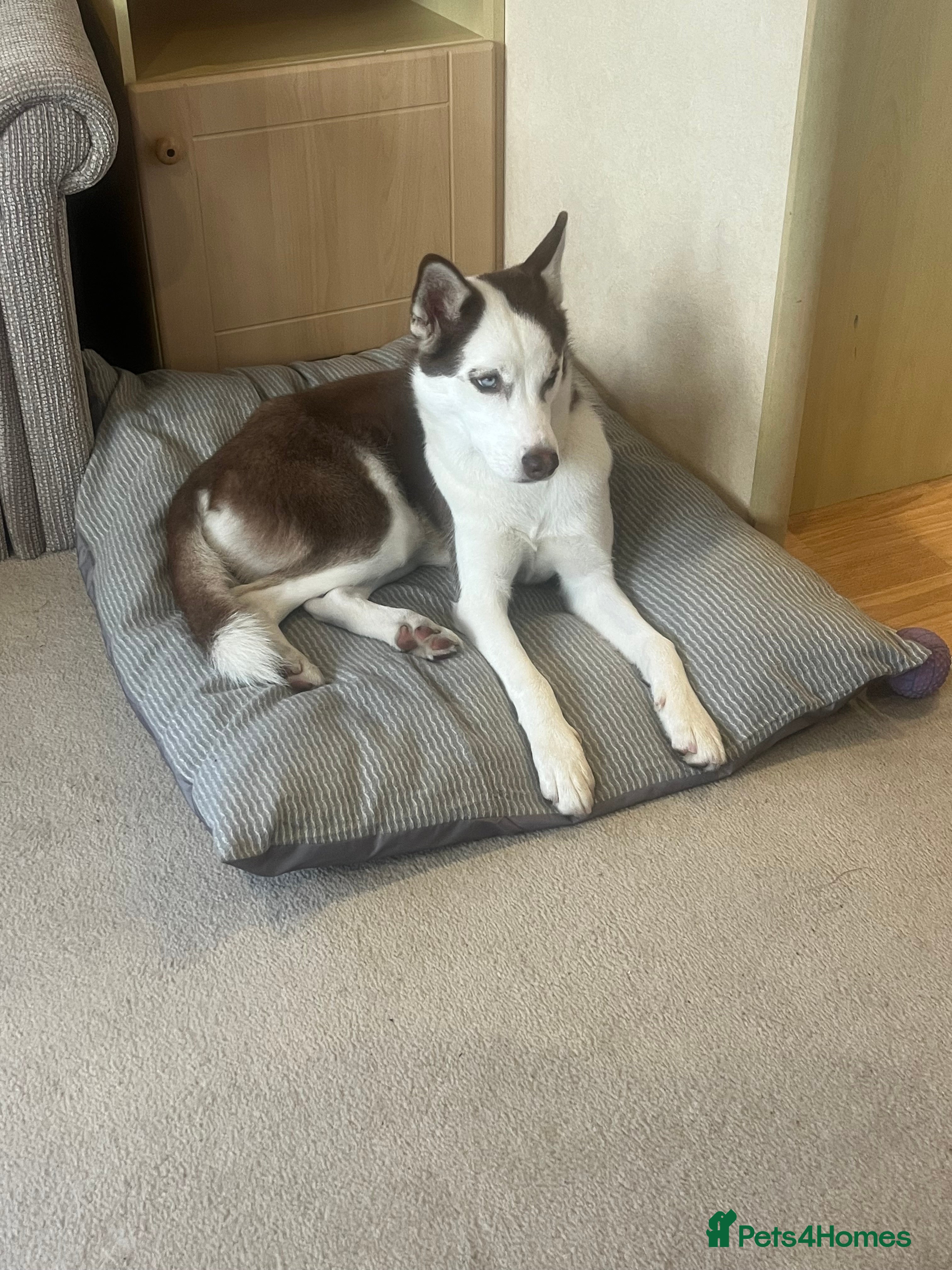 Siberian Husky dogs Luna 1 years old Siberian Husky  - Advert 3