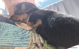 Mixed Breed dogs for sale: 3 chorkie boys left for sale - Image 12