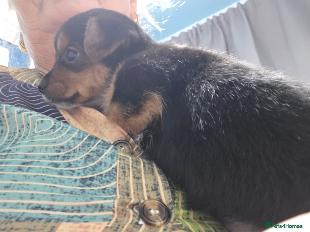 Mixed Breed dogs for sale: 3 chorkie boys left for sale - Image 12