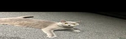 British Shorthair cats for sale: Gorgeous lilac British shorthair  - Advert 6