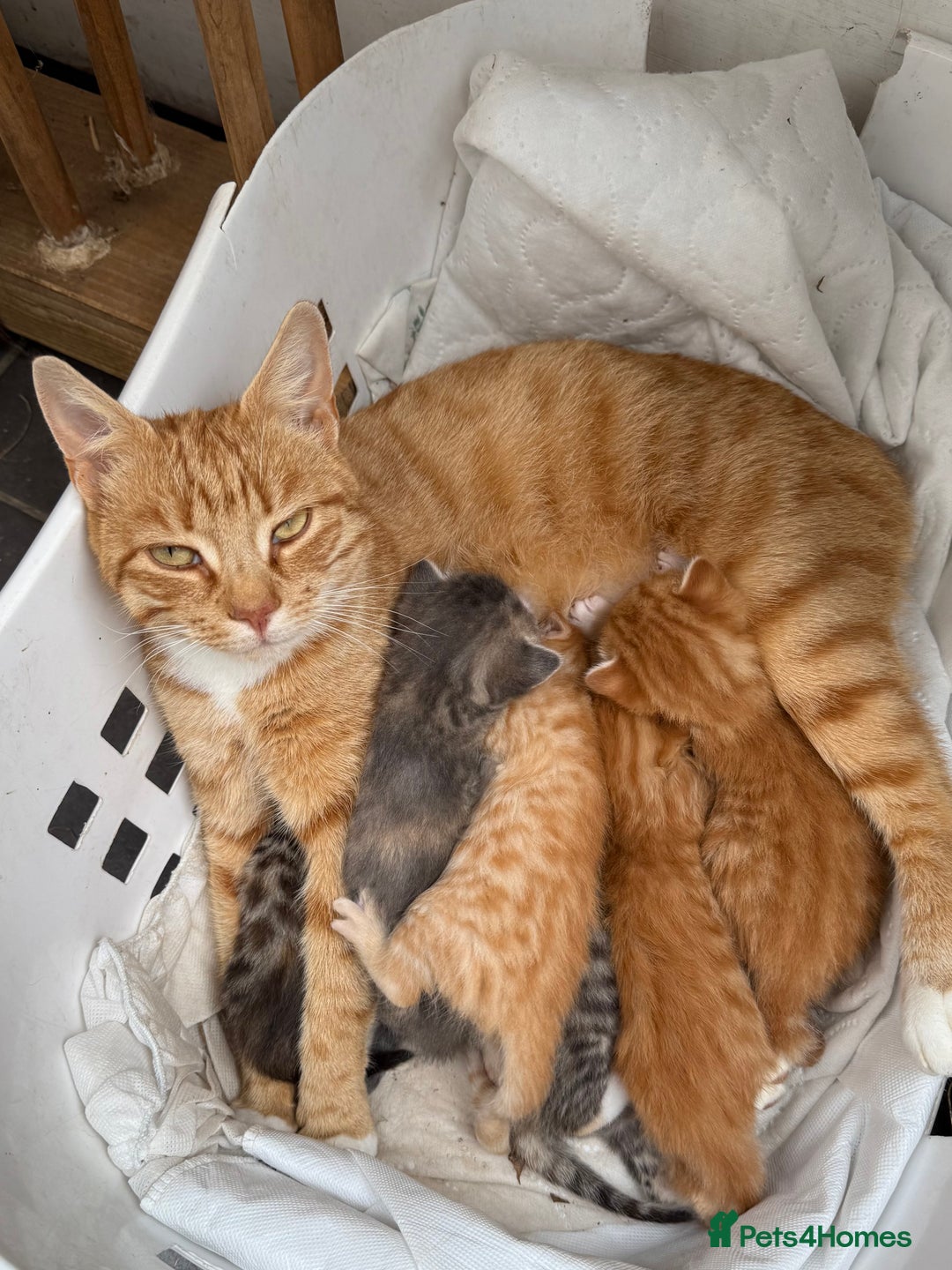 Mixed Breed cats for sale: Ready now! 6 beautiful kittens - Advert 2