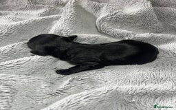 Australian Labradoodle dogs for sale: 6 Gorgeous Australian Labradoodle Puppies - Image 33