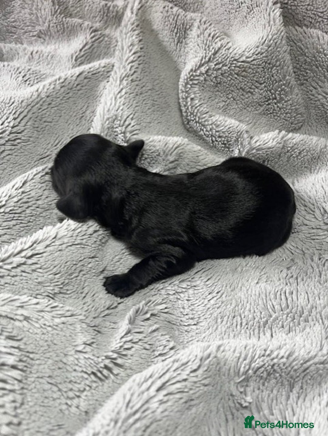 Australian Labradoodle dogs for sale: 6 Gorgeous Australian Labradoodle Puppies - Image 33