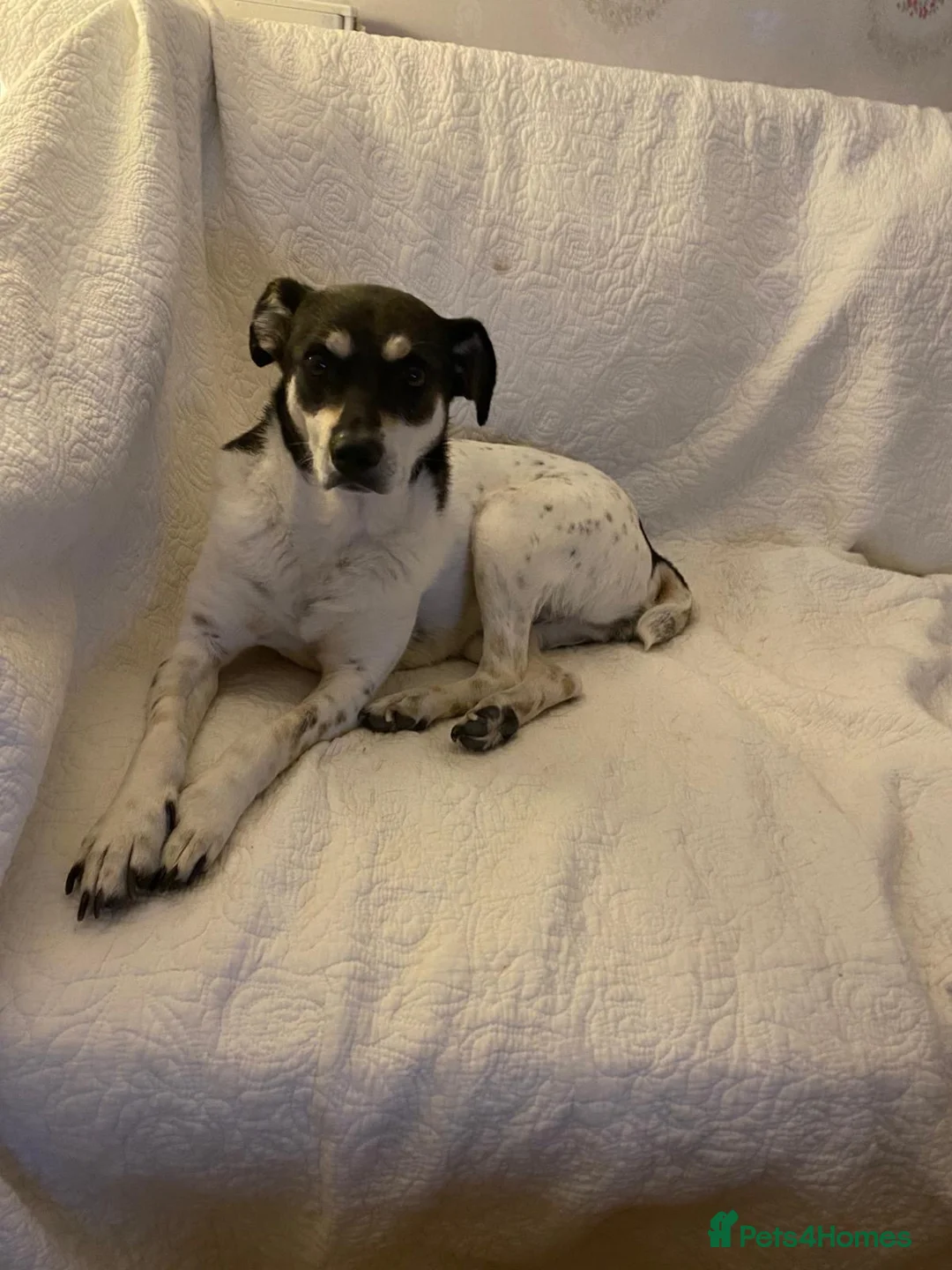 Mixed Breed dogs for adoption: Stella ⭐️ in Ely - Advert 2