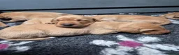 Labrador Retriever dogs for sale: Beautiful KC Registered Fox Red Labrador Puppies  - Advert 6