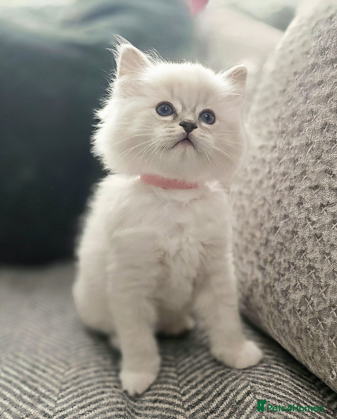 Ragdoll cats for sale: 🩵Pure Ragdoll Kittens Ready to be Reserved🩷 - Advert 13