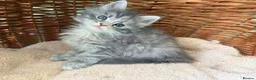 Maine Coon cats for sale: Tica registered 4 female mainecoons left,  polys - Advert 21