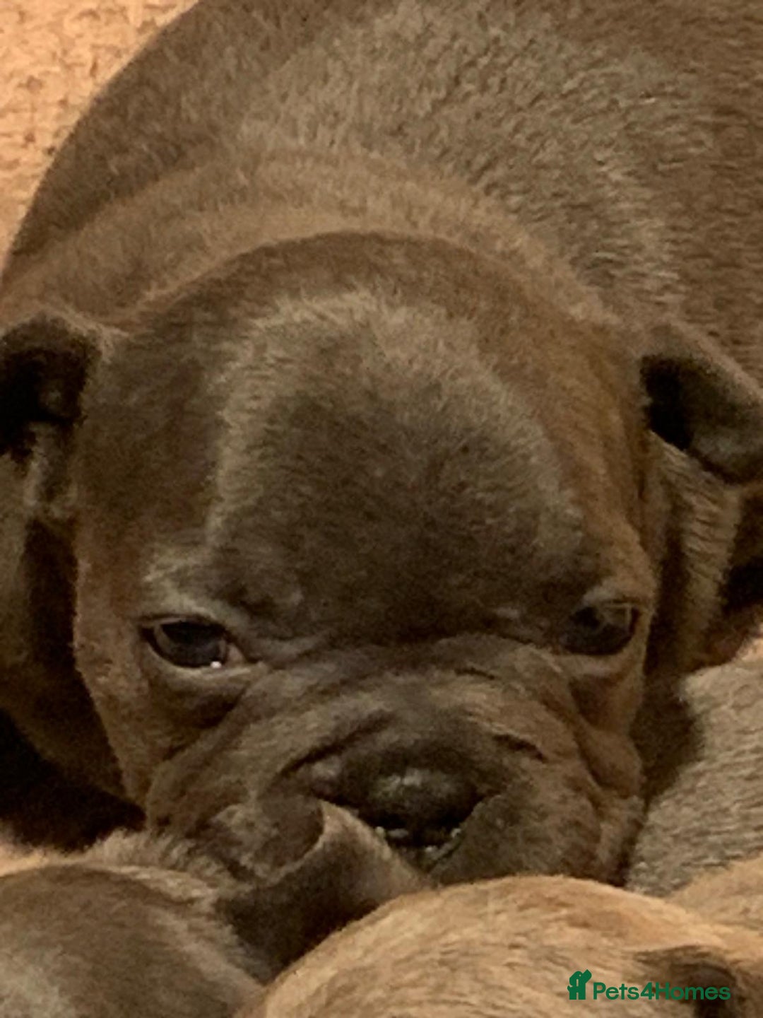 French Bulldog dogs for sale: QUALITY SOLID BLUE FRENCH BULLDOG PUPPIES  - Advert 3