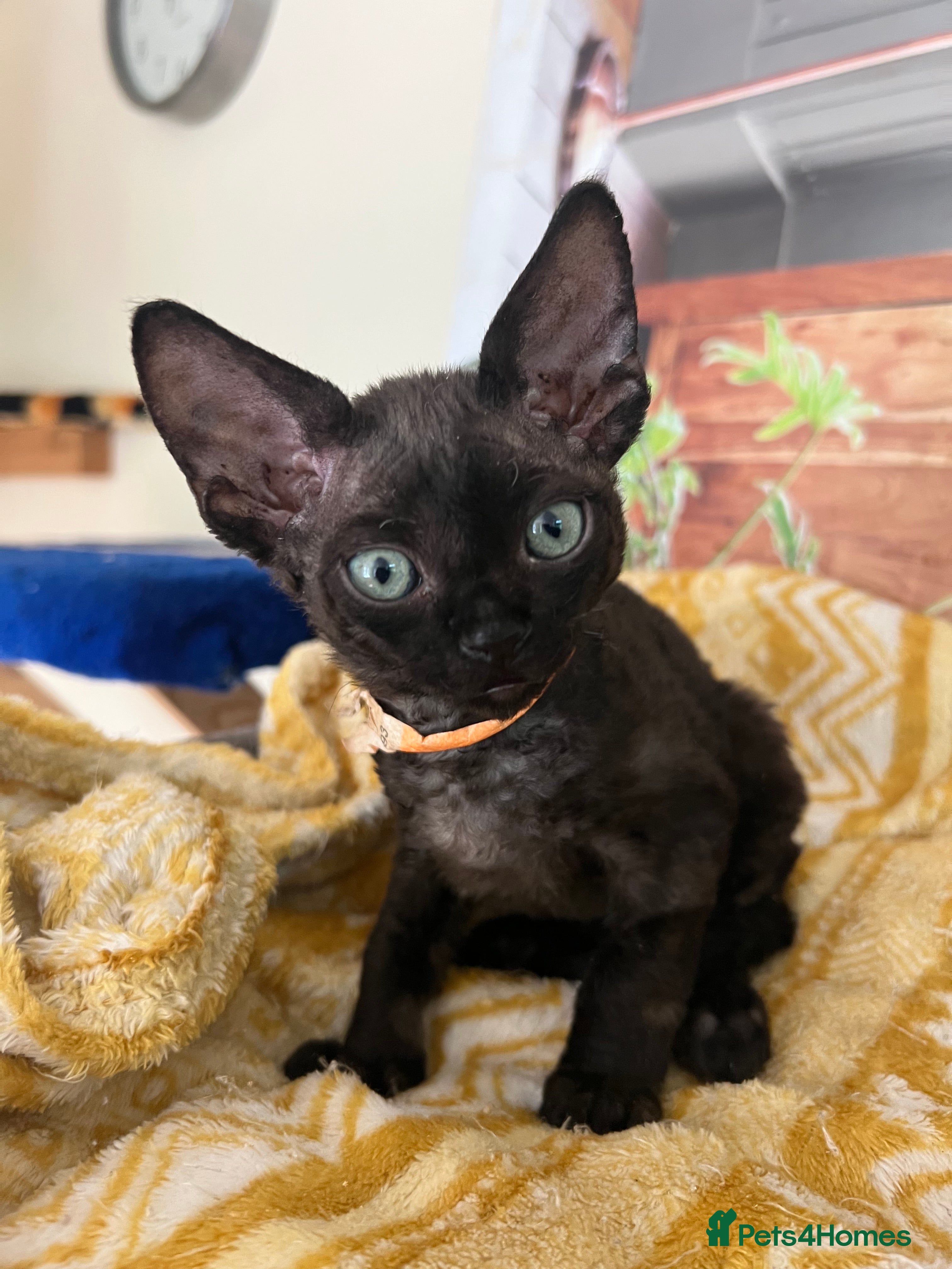 Devon Rex cats Affectionate Devon Rex kittens - Advert 2