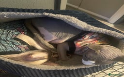 Cornish Rex cats for sale: Kira and Sushi - Image 8