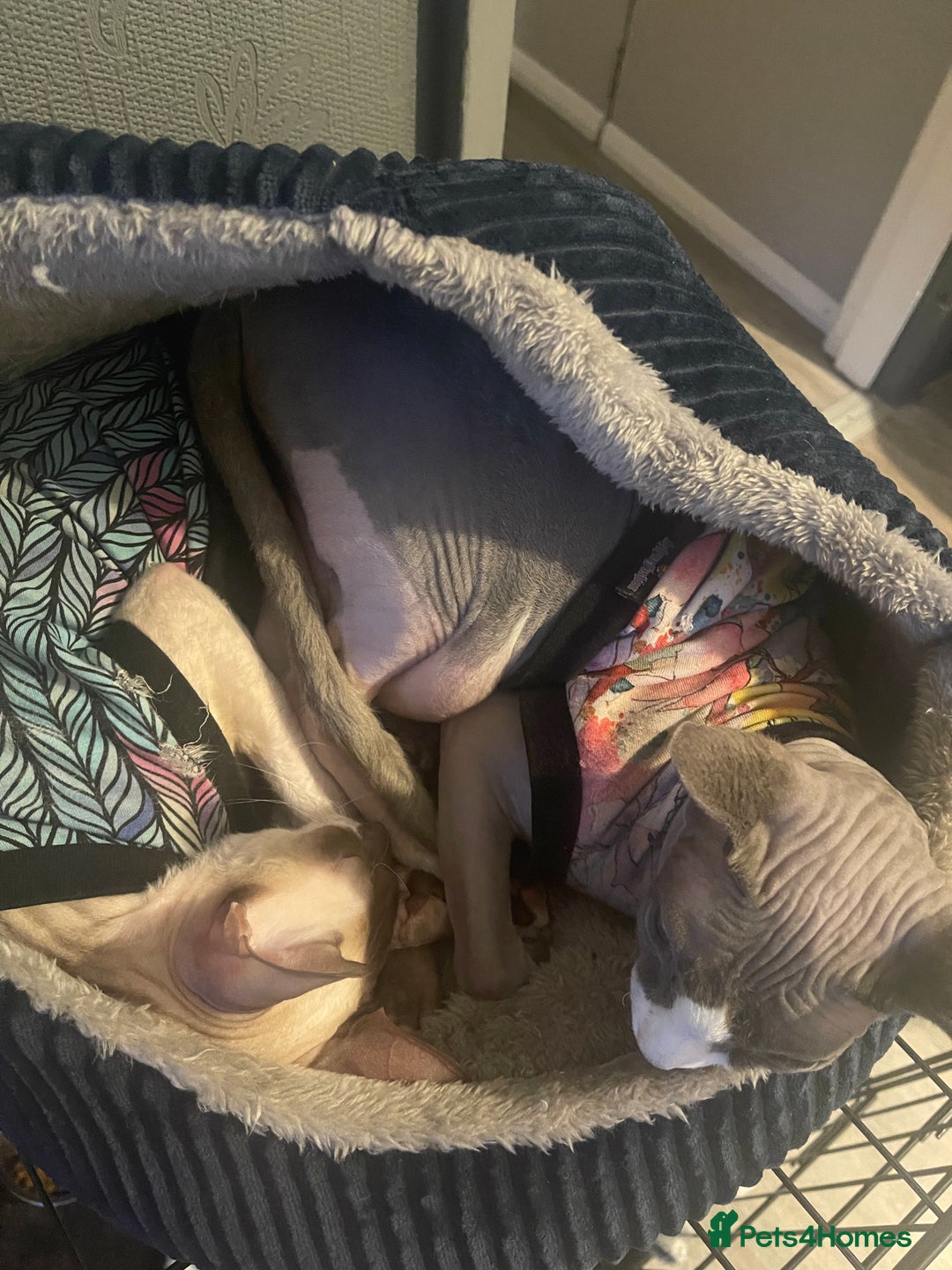 Cornish Rex cats for sale: Kira and Sushi - Image 8