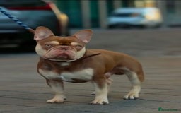 French Bulldog dogs for sale: SNUGGLY FRENCH BULLDOG PUPPIES - Image 7