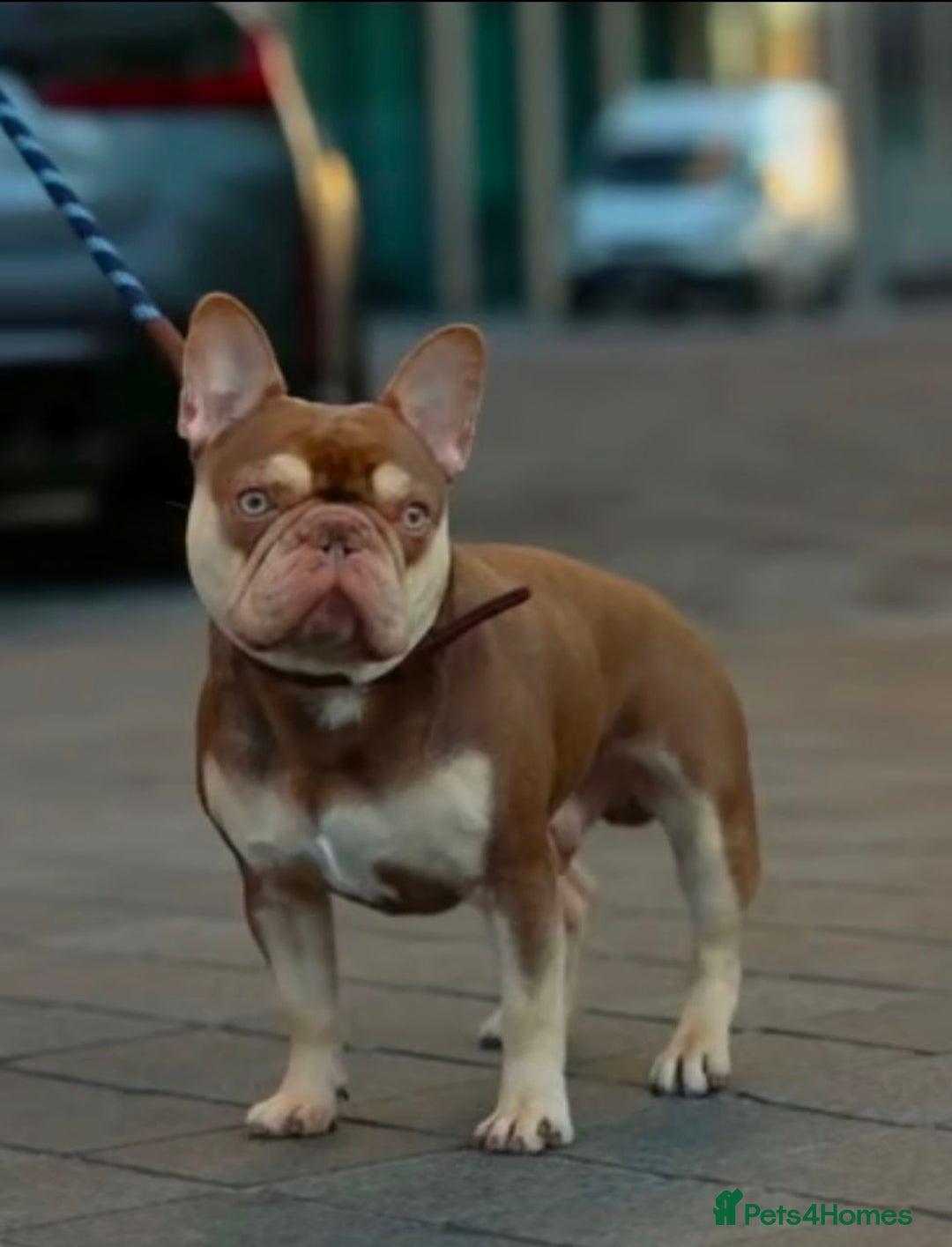 French Bulldog dogs for sale: SNUGGLY FRENCH BULLDOG PUPPIES - Image 7