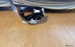 Mixed Breed cats for sale: Kittens 4 sale - Advert 4