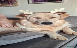Mixed Breed dogs for sale: 9 f1 border retreiver pups  - Image 6