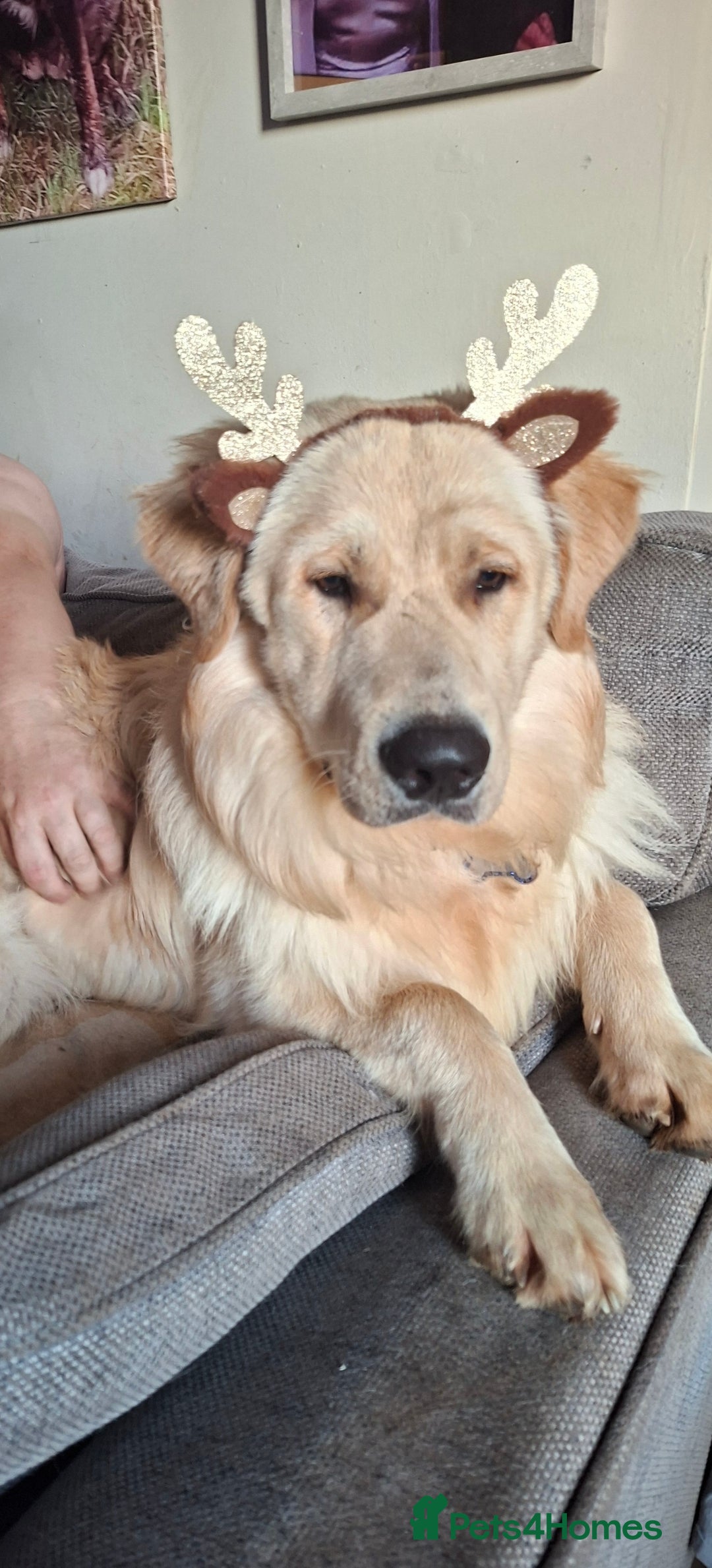 Mixed Breed dogs for sale: 9 f1 border retreiver pups  - Image 6