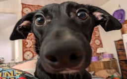Mixed Breed dogs for sale: 2 year old female Dollie  - Image 7