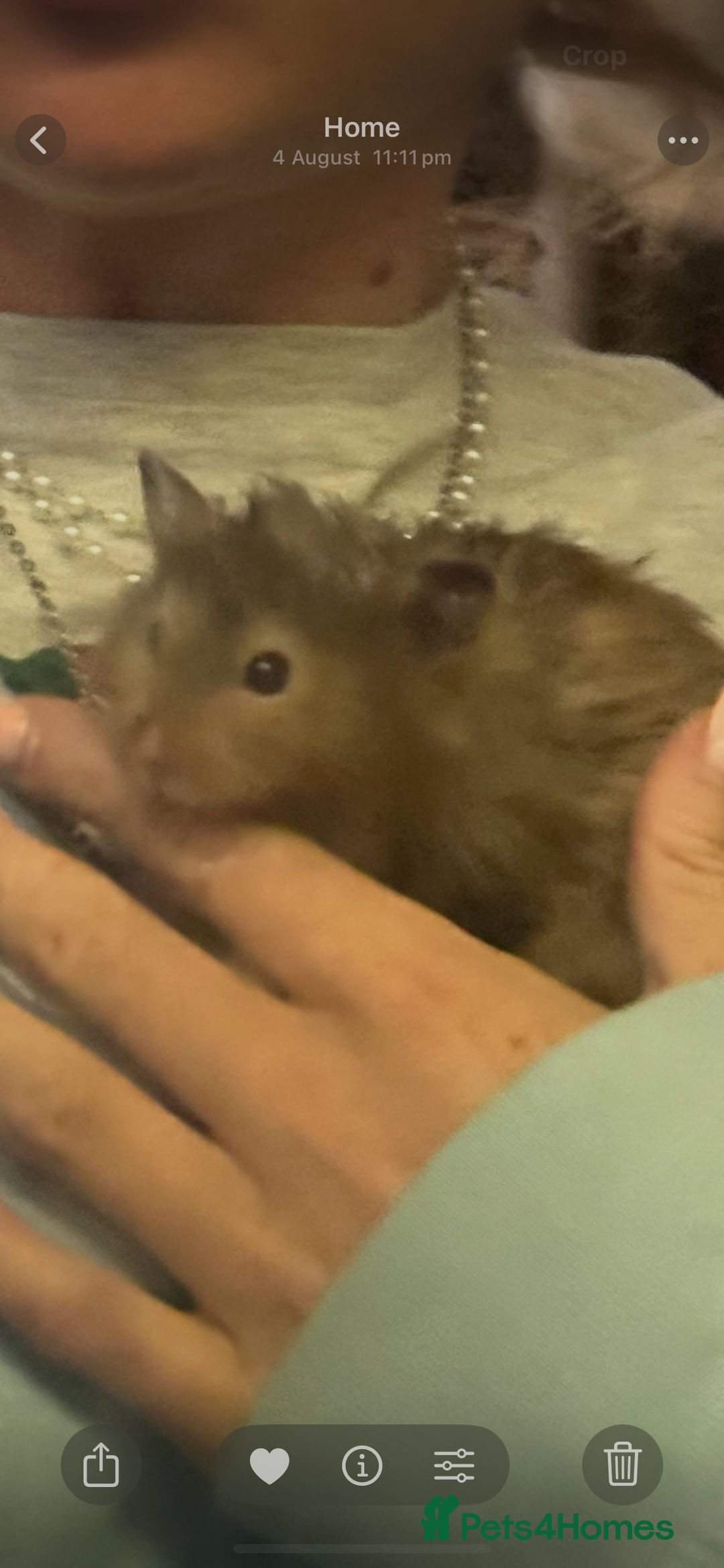 Hamster rodents for sale: Syrian hamster and setup - Image 2