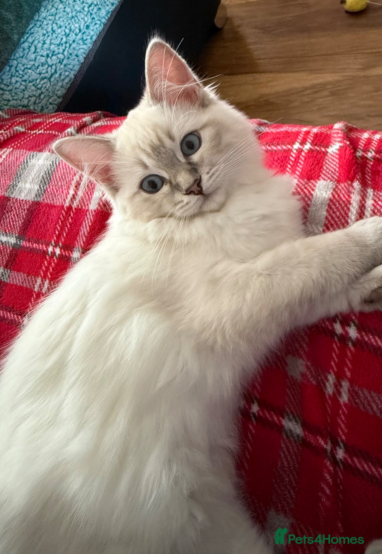 Ragdoll cats LYNX(Tabby point) RAGDOLL GIRL AVAILABLE  - Advert 1
