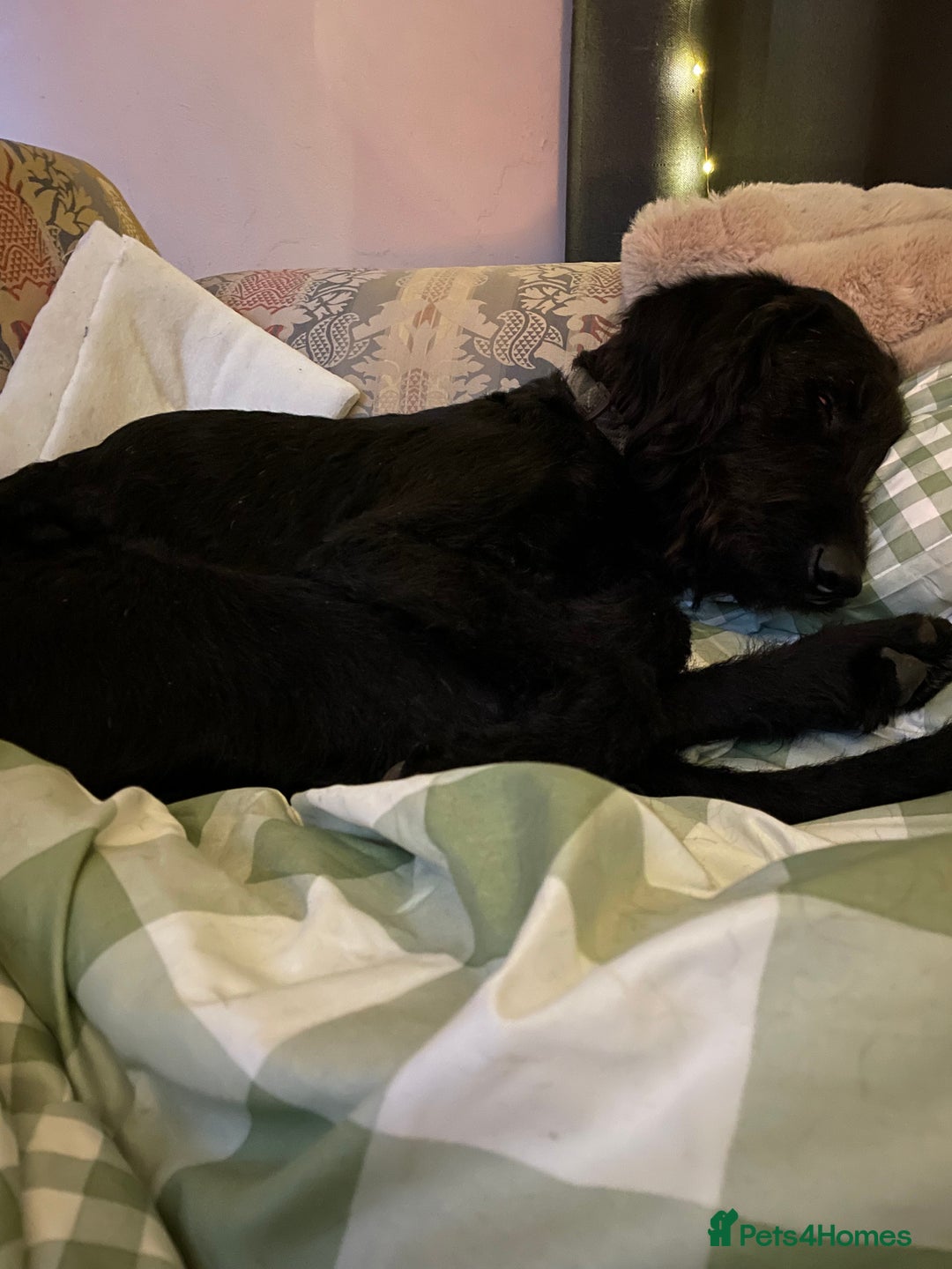 Labradoodle dogs for sale: Very lovely boy Bear 🐻  - Image 7