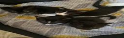 Mixed Breed cats for sale: Lovely fluffly black and white kittens  - Advert 2
