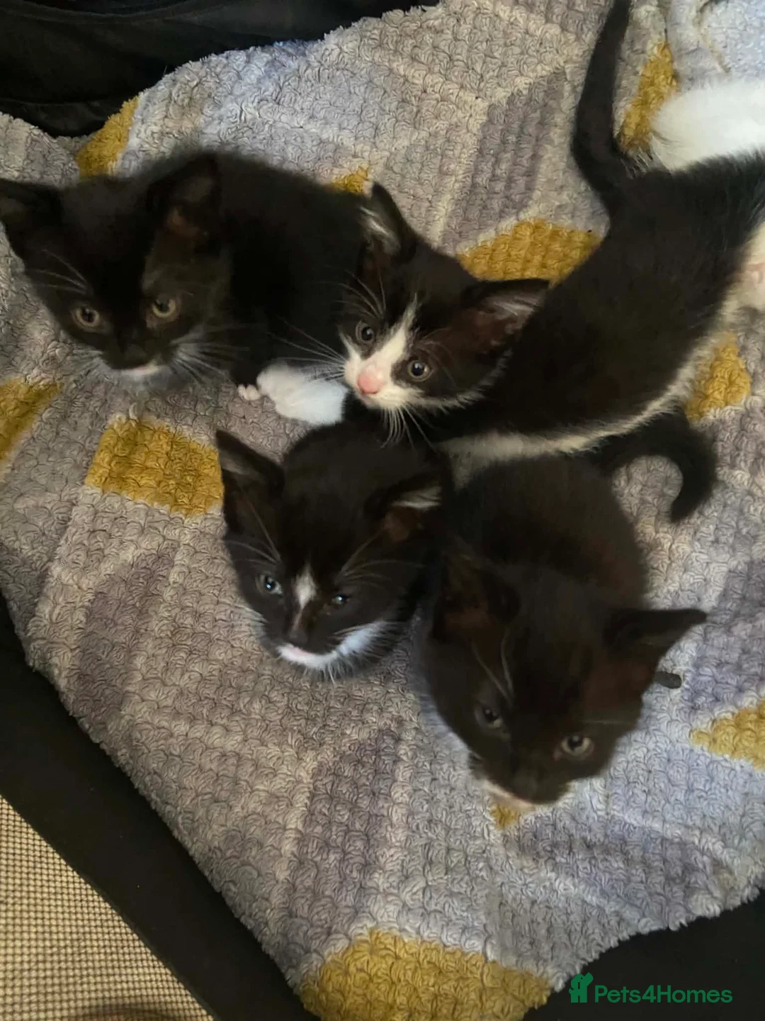 Mixed Breed cats for sale: Lovely fluffly black and white kittens  - Advert 2