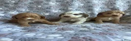 Cocker Spaniel dogs for sale: Fabulous show type KC reg health tested.   - Advert 6