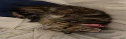 Mixed Breed cats for sale: 3 female kittens  - Advert 4