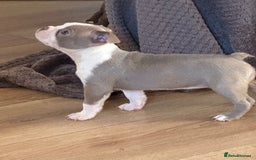 Boston Terrier dogs for sale: Adorable Boston Terrier Puppies – Kennel Club Reg - Image 17
