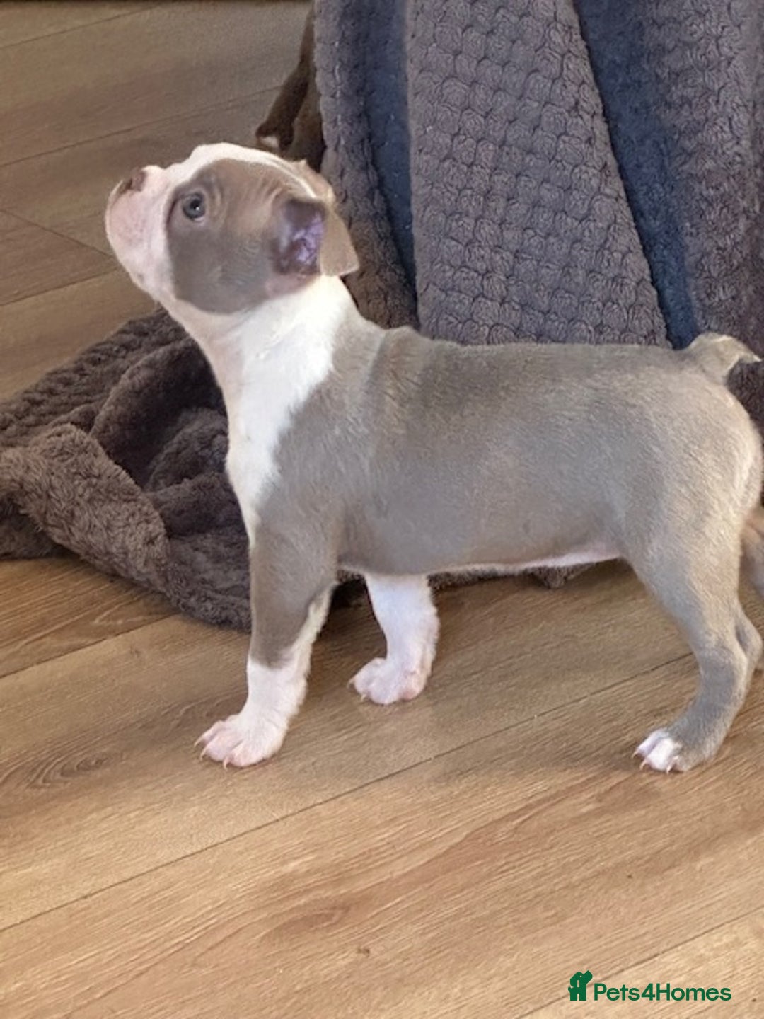 Boston Terrier dogs for sale: Adorable Boston Terrier Puppies – Kennel Club Reg - Image 17