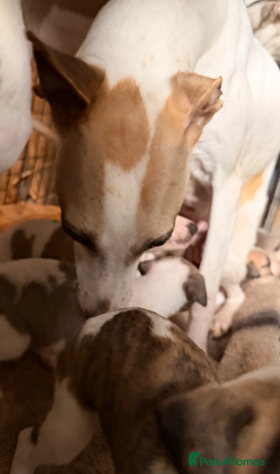 Whippet dogs for sale: Whippet puppies  - Advert 17