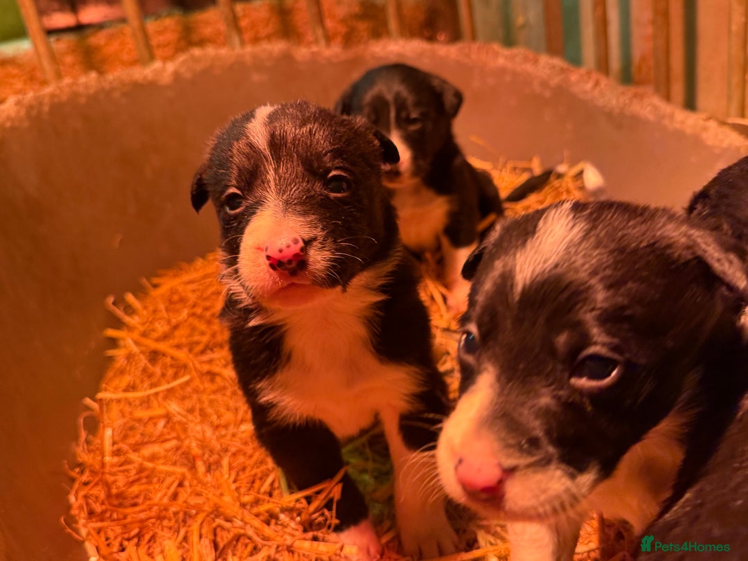 Border Collie dogs for sale: Border collie puppies - Advert 11