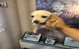 Dachshund dogs for sale: 6 amazingly stunning dachshund   - Image 12