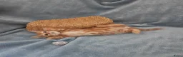 Mixed Breed cats for sale: Beautiful Kittens Videos in Barnsley - Advert 12