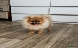 Pomeranian dogs for sale: Champion KC registered Pomeranian  - Image 14