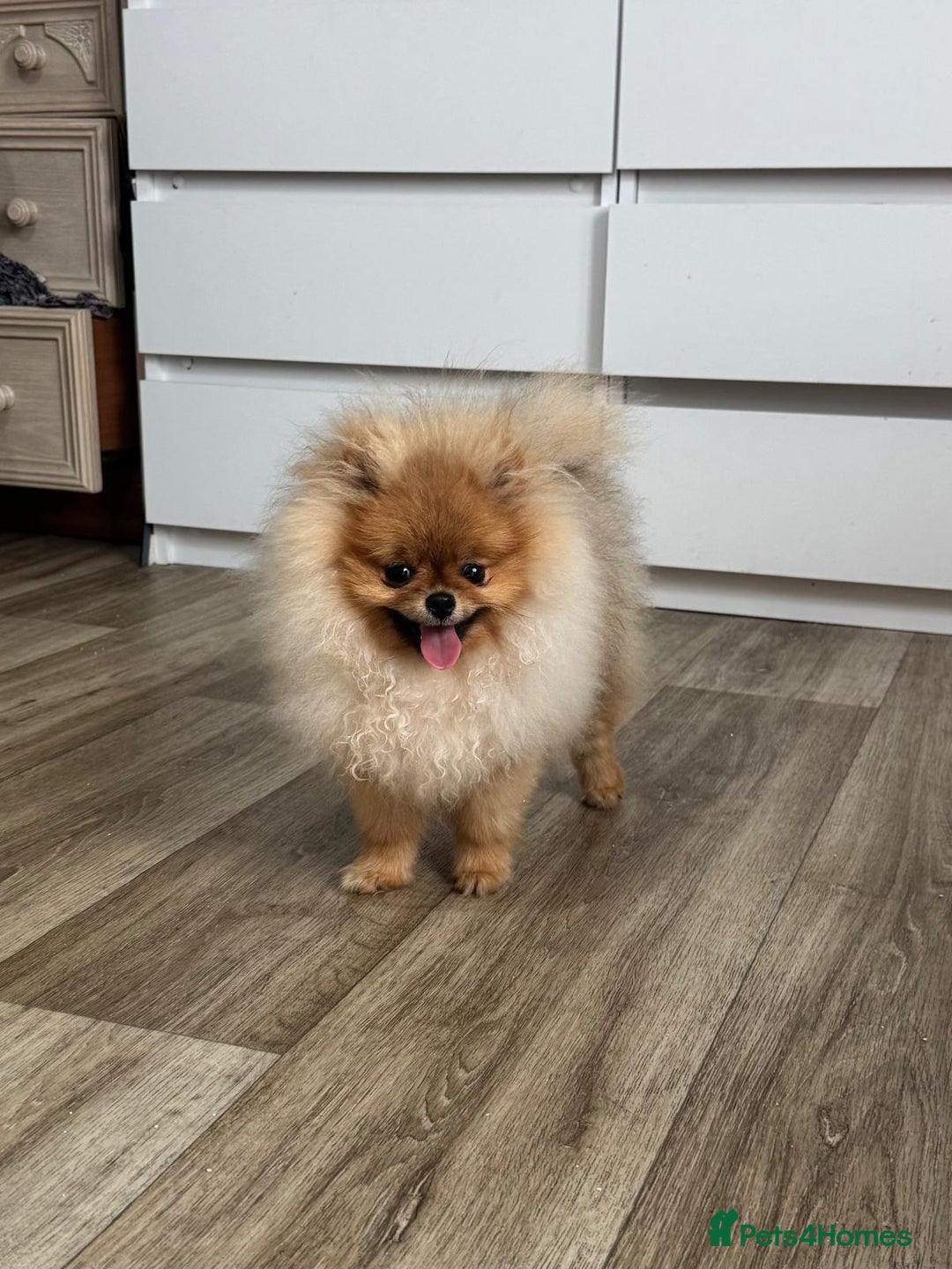Pomeranian dogs for sale: Champion KC registered Pomeranian  - Image 14