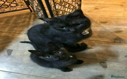 Bombay cats for sale: Bombay Male Kitten 7 weeks (Onyx) £35 - Image 4